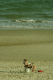 beach 068