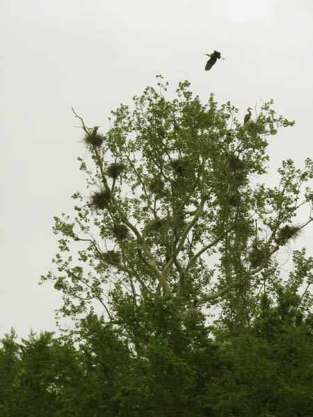 img_9045_r1